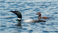 Ossipee Lake, NH - Loon & Chick 